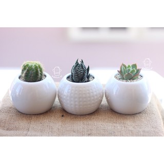 3 pot KERAMIK saja Tanaman kaktus sukulen mini kaca 3 pot KERAMIK saja Tanaman kaktus sukulen mini kaca