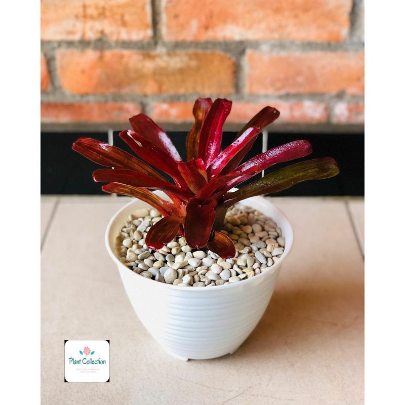 TANAMAN HIAS BROMELIA MERAH MINI