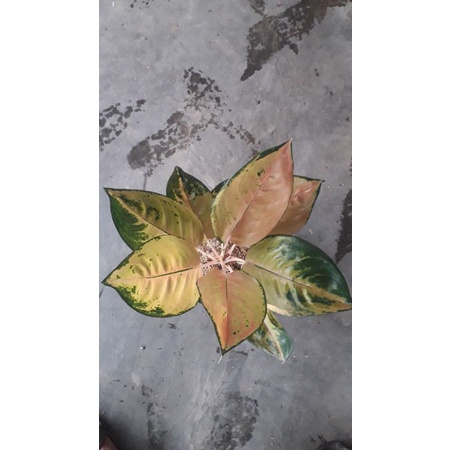 Bunga Aglonema Sultan Brunei Batik.