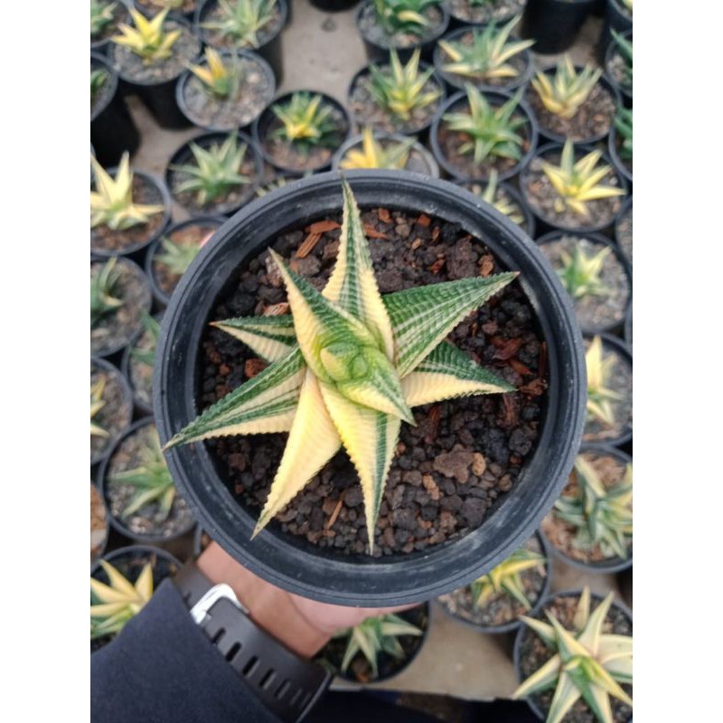 Haworthia limifolia variegata
