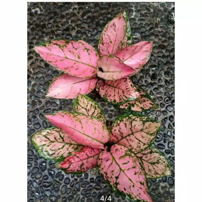 TANAMAN AGLONEMA LADY VALENTINE JUMBO