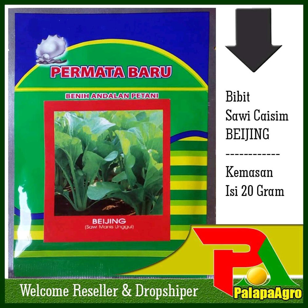 Benih CAISIM-Bibit Sawi Caisim Murah