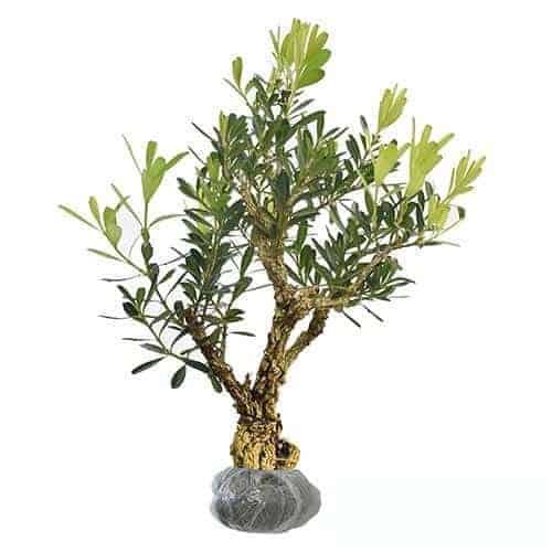 Tanaman Boxus (Buxus)