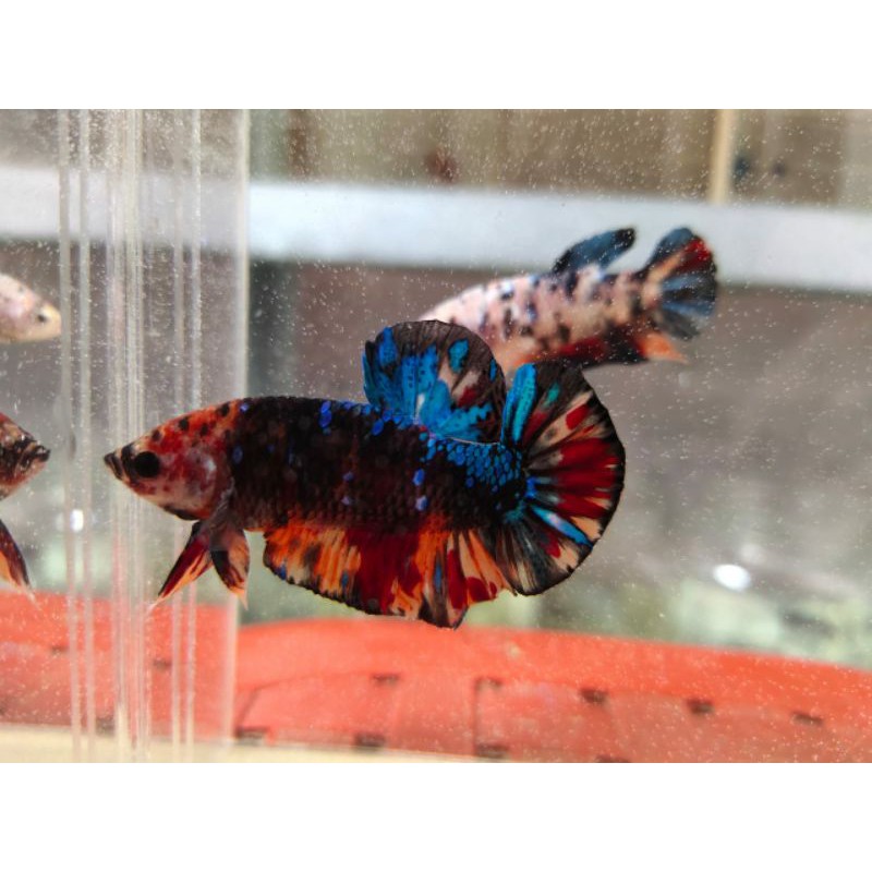 cupang hias koi yellow multicolour giant jayen