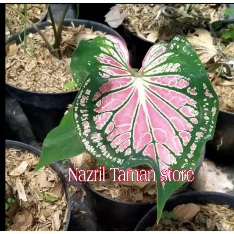 KELADI WAYANG (Alokasia keladi wayang)