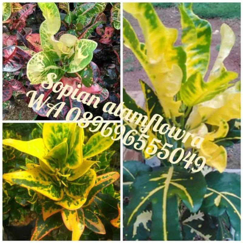 tanaman hias puring 1 paket - pohon puring 3 jenis