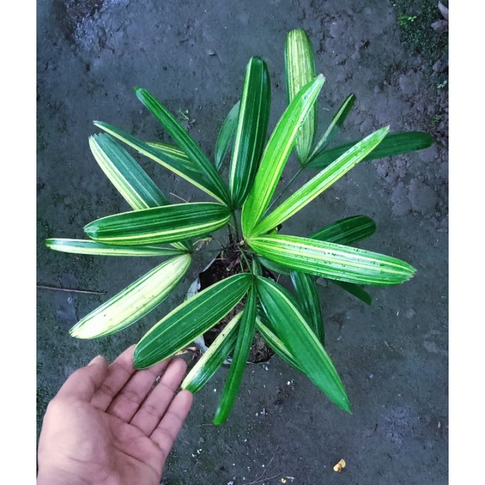 Pelam Weregu / Palem Regu Varigata