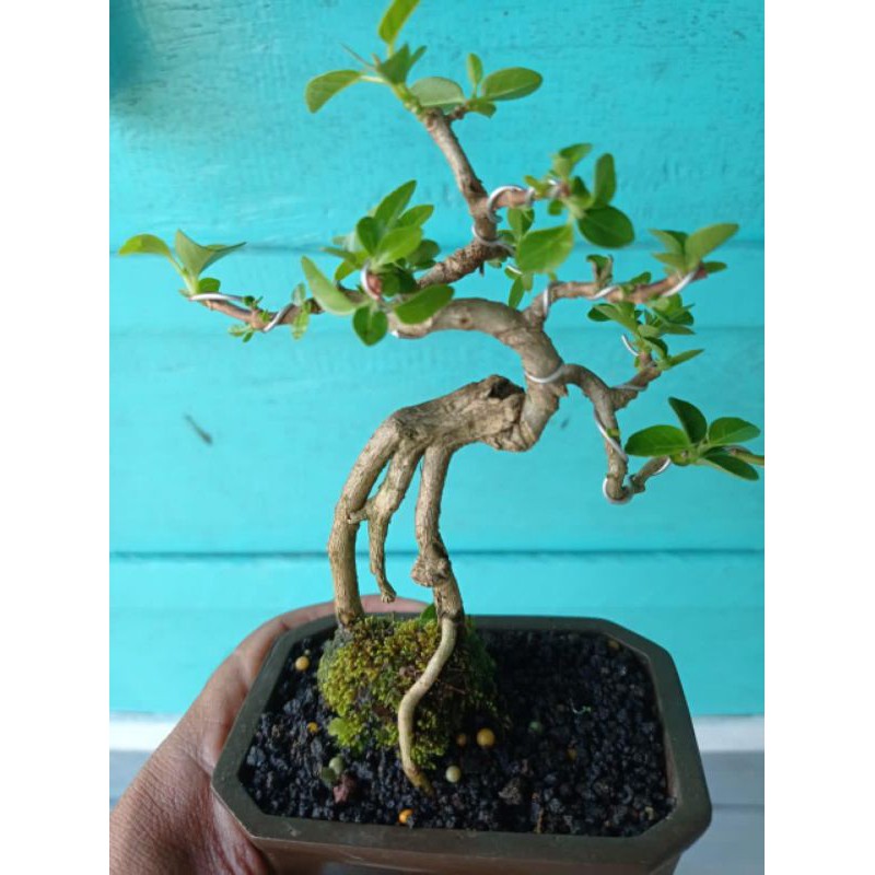 Bonsai Mame Sancang