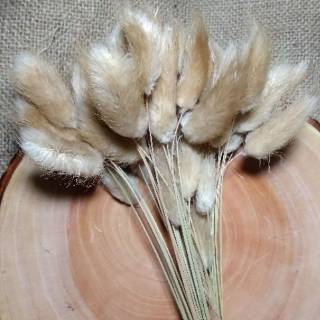  Bunga  Lagurus Bunny  Tail Brown Shopee Indonesia