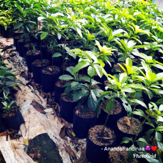 

Pohon Alpukat