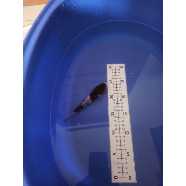 ikan koi budho goromo indukannya asli Impor Jepang F1 bergaransi