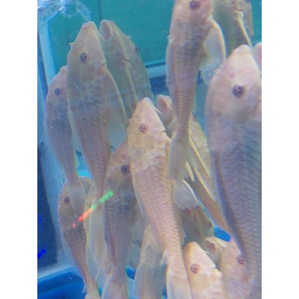 Jual Ikan Sapu Sapu Albino Pembersih Kaca Aquarium Pemakan Alga Dan