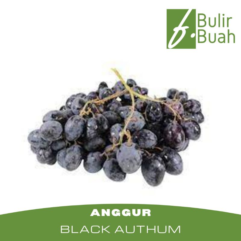 

Buah Segar Anggur Hitam Black Authum Import Seed Less/250Gr
