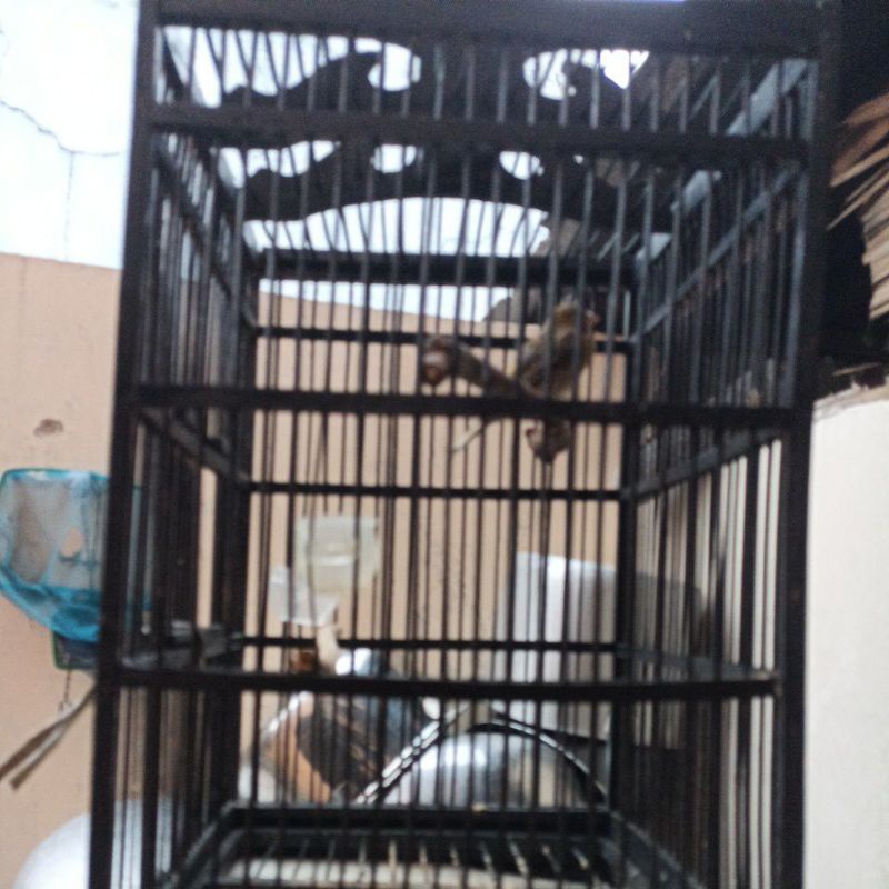 kenari Bahan Muda Garansi JANTAN