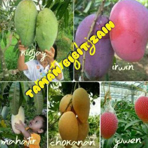 kw1 kw unggul bibit mangga paket 5 jenis (kiojay,irwin,mahatir, chokanan,yuwen) laris murah kw+