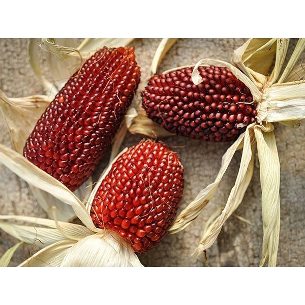 Benih-Bibit Jagung Strawberry Popcorn (Haira Seed)