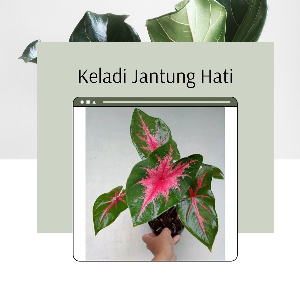 Tanaman Hias Keladi Jantung Hati Caladium Ace of Heart Bibit Bunga Keladi Jantung Hati