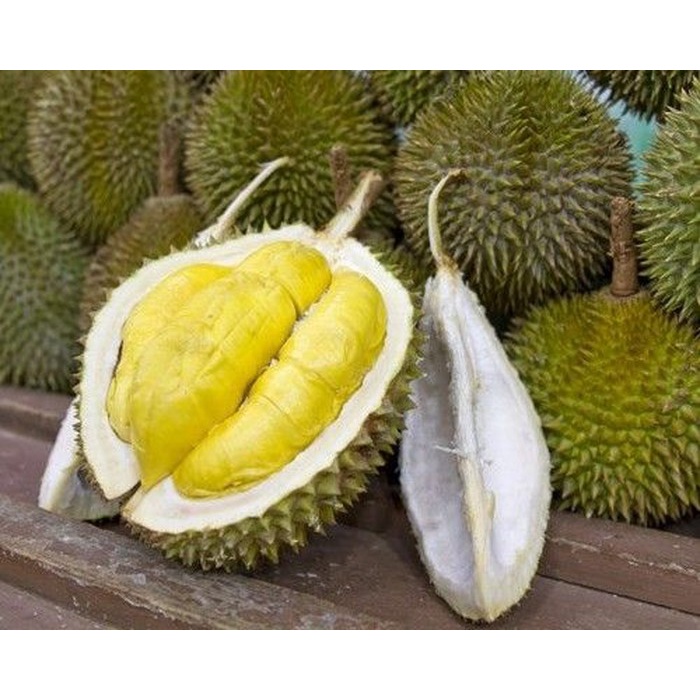 Bibit buah durian musang king (okulasi cepat berbuah)