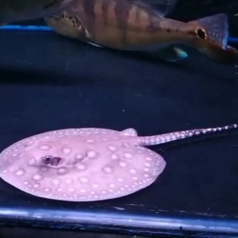 Hiasan Aquarium Pari Motoro Pure