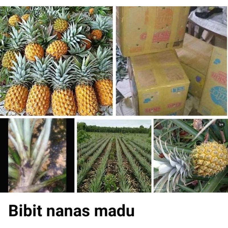 45 bibit nanas madu belik