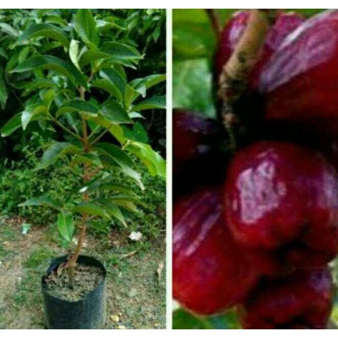 Asli Bibit Buah Jambu Air Jamaika Jumbo
