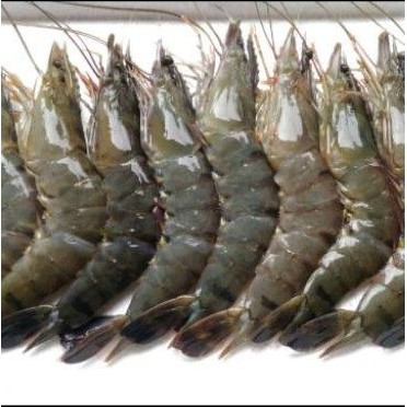 

udang besar 500 gr