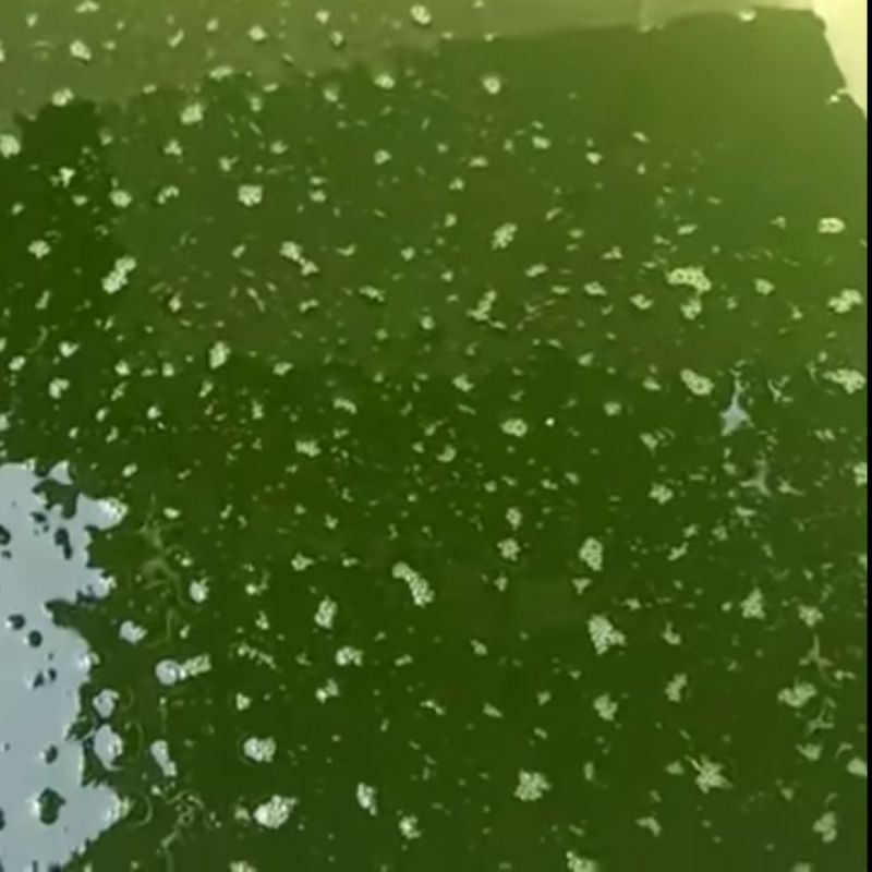 alami chlorella/ green water / pakan kutir / starter chlorella / air hijau / pupuk kultur /100% asil