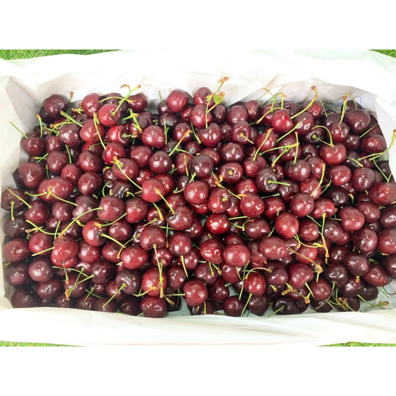 

Cherry Red Import Fresh Segar 250 grm