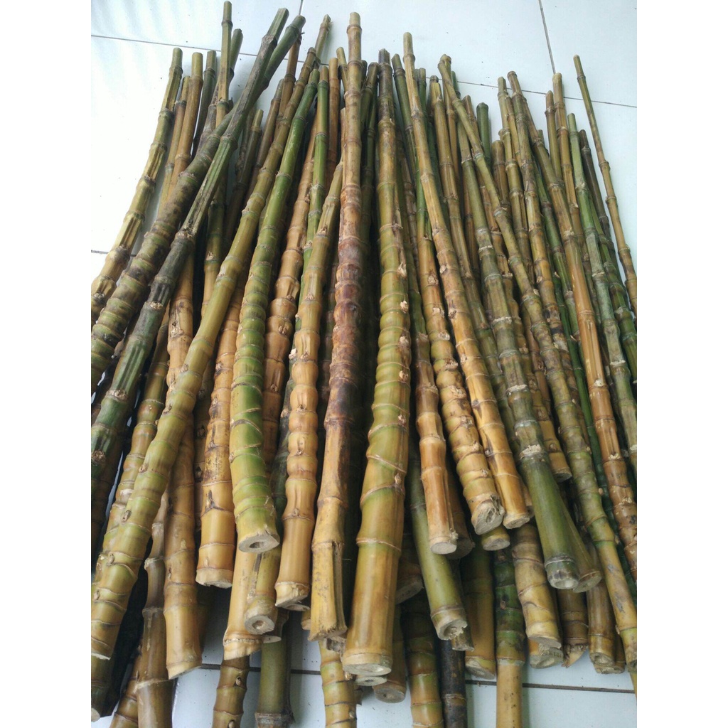 bambu cendani gagang joran BIG size