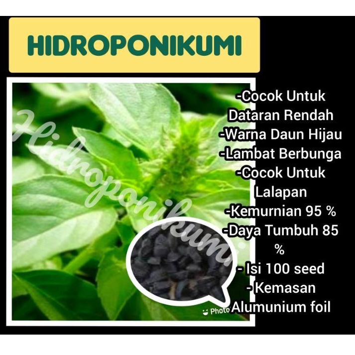 Isi 100 Benih kemangi Tidore