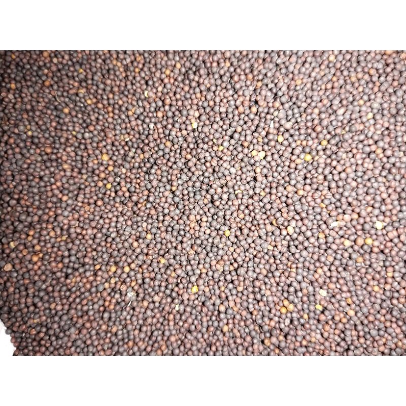 biji sawi 1kg / pakan burung biji sawi 1kg