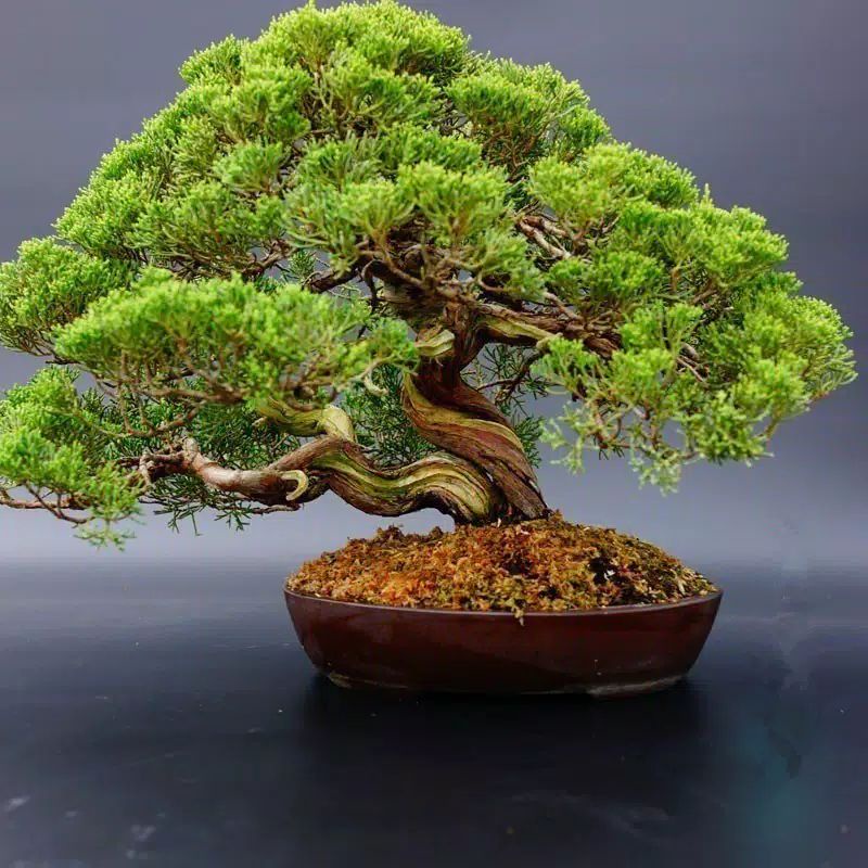 biji bonsai pine putih pinus