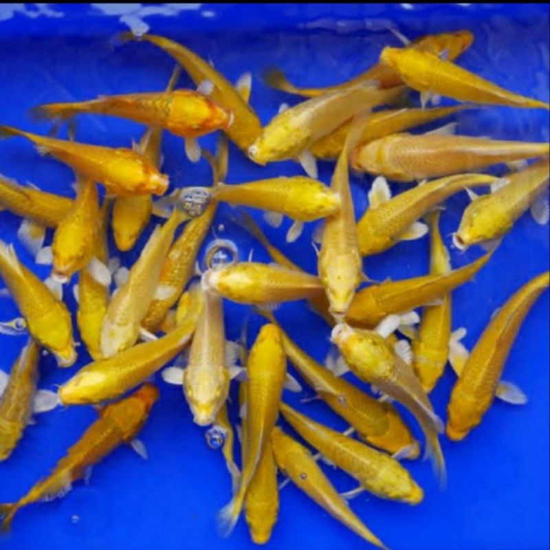 BIBIT KOI SLAYER OGON/EMAS ORANGE SZ578