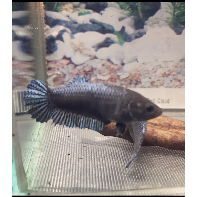 CUPANG BETINA ADUAN MEDAN SUPER (MDS) FEMALE