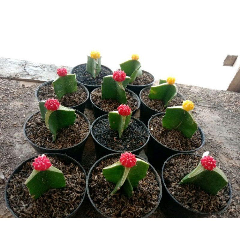 kaktus gymno korea grafting import