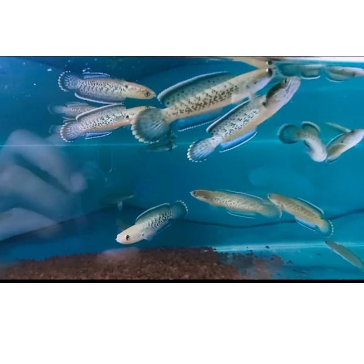 Modern.. Chana Stewarti 6-7cm Grada A++ Full Dot Gondrong Rim Tebell