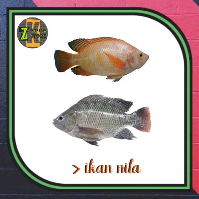 

Ikan nila (500gr)