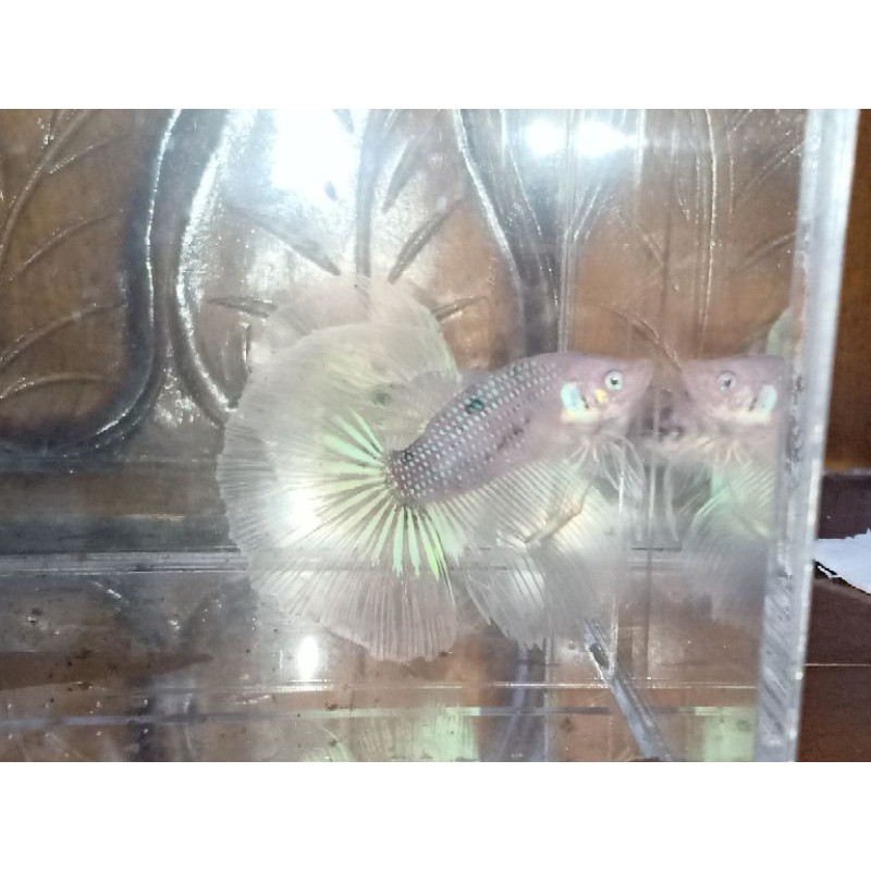 Ikan Cupang/Betta Fish/Giant Halfmoon