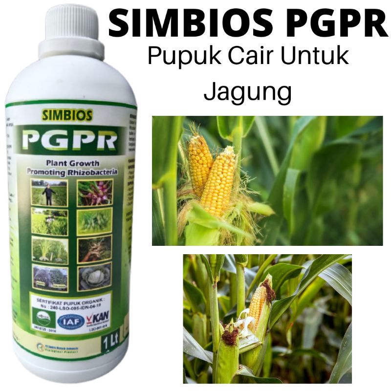 Simbios PGPR Pupuk Hayati Tricoderma Buah Jagung, Pupuk Paling Bagus Untuk Jagung
