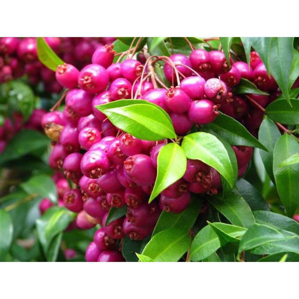 H2O BIBIT TANAMAN BUAH JAMBU AIR LILI PILI 50CM #_# #_*