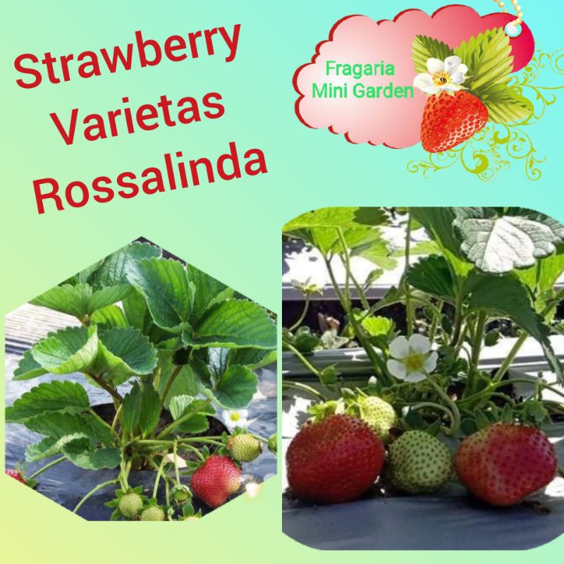 Bibit Strawberry "ROSALINDA"   Florida