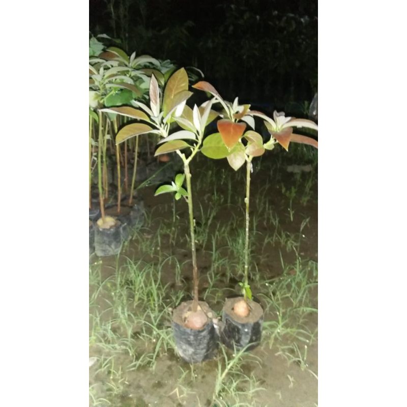 Bibit alpukat red vietnam super