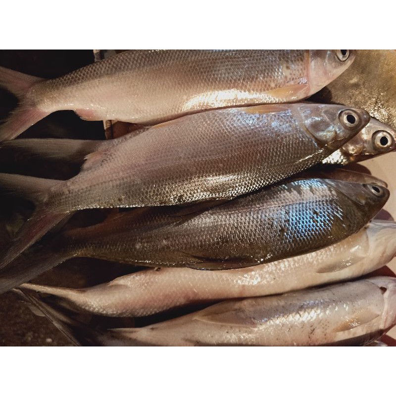 

Ikan Bandeng Segar 1kg isi 1-2