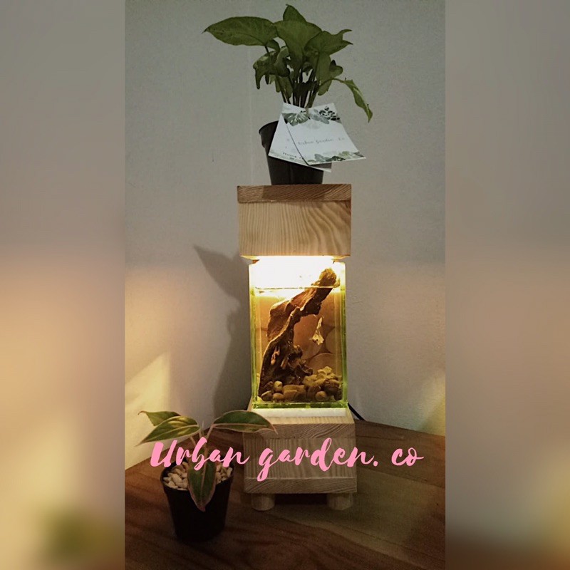 aquarium ikan cupang + lampu tidur