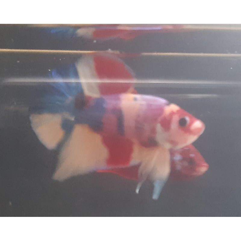 ikan cupang nemo koi multicolour