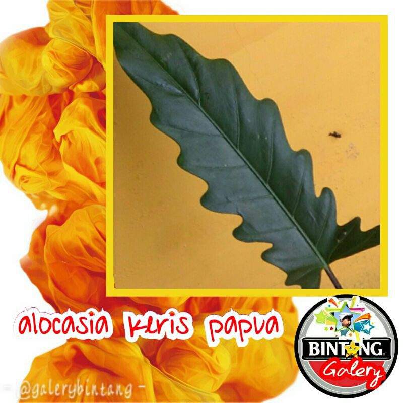 Alocasia Lauterbachiana / keris papua