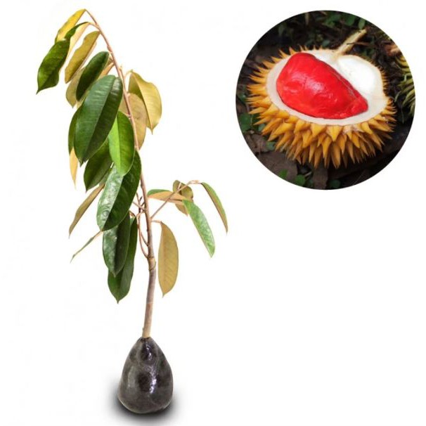 Durian Merah