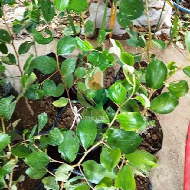 Super Bibit Tanaman Buah Apel Putsa/Pohon Buah Apel Putsa Siap Berbuah/Apel India