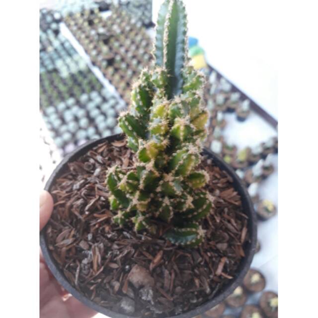 Kaktus candi variegata
