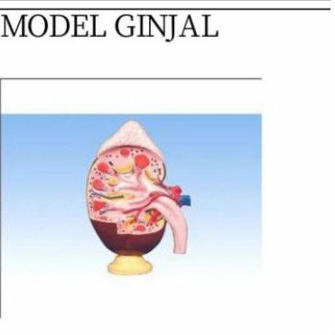 

ginjal alat peraga pendidikan model torso ginjal ukuran pxlxt 27x9x40 cm